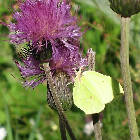 Daire Gwiggner Niederau