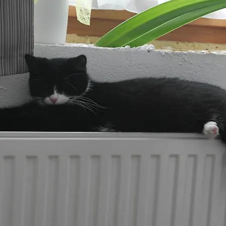 Gwiggner Lejlighed *