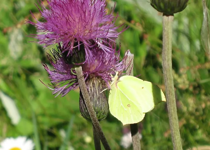 Apartman Gwiggner Niederau